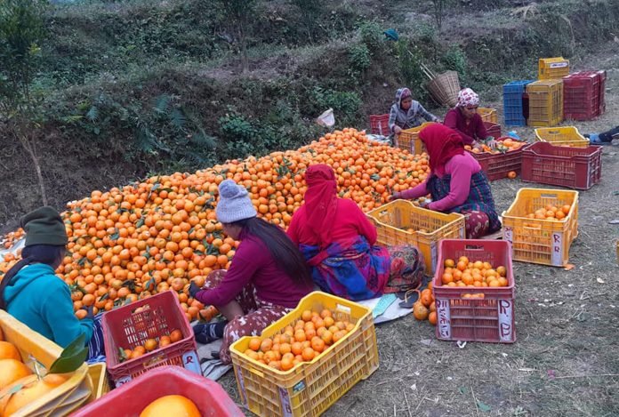 म्याग्दीमा सुन्तला बिक्री गर्न बजार खोज्नुपर्ने झन्झट हट्यो