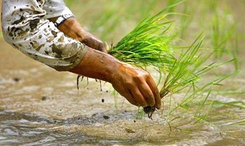 बर्खा नलाग्दै लमजुङमा धान रोपाइँ सुरु