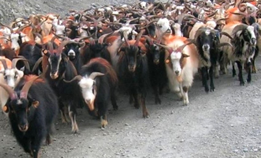 पोखरामा एउटै च्यांग्राको मुल्य ४८ हजार