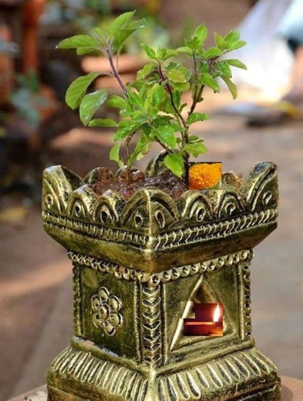 आज हरिशयनी एकादशी, तुलसीको बिरुवा सार्ने दिन
