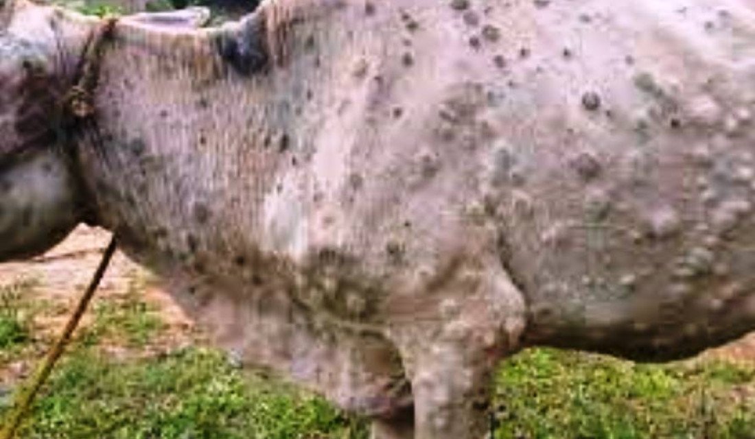 बागलुङमा लम्पी स्किनबाट तीन करोडको पशुधनमा क्षति