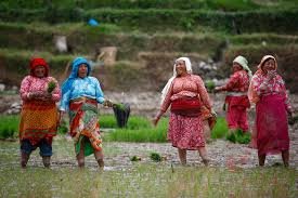 पाचौं हेमजा हिले महोत्सवको तयारी पुरा